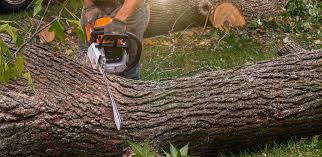 Trusted Wapello, IA  Tree Services Experts